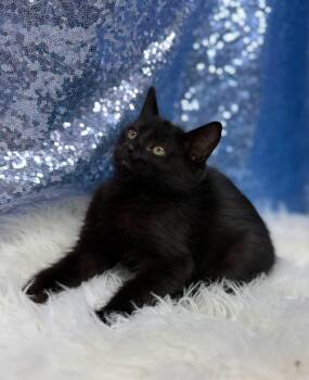 Cross -  Domestic Short Hair Cat for Adoption in Clarkesville, Georgia - Cross | PetCurious