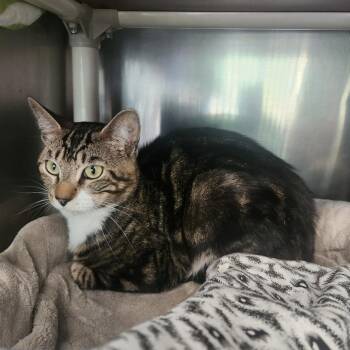 Judah -  Domestic Short Hair Cat for Adoption in Brockton, Massachusetts - Judah | PetCurious