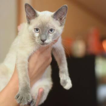 Cypress -  Domestic Short Hair Cat for Adoption in Belleville, Illinois - Cypress | PetCurious