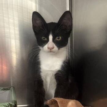 Chip -  Domestic Short Hair Cat for Adoption in Valdosta, Georgia - Chip | PetCurious