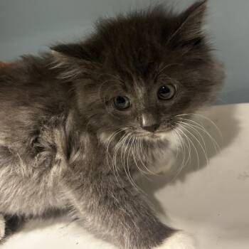 Lilypad -  Domestic Long Hair Cat for Adoption in Chattanooga, Tennessee - Lilypad | PetCurious