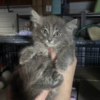 Rescue Domestic Long Hair Cats for Adoption in Suisun City, California - Jacob Taylor | PetCurious