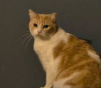 Domestic Short Hair Cats Available for Adoption in Jacksonville, Florida - Tia Maria (Mary) | PetCurious