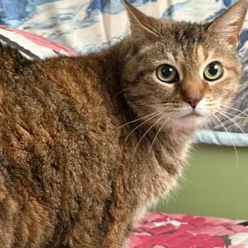 Ella -  Domestic Short Hair Cat for Adoption in Mount Laurel Township, New Jersey - Ella | PetCurious