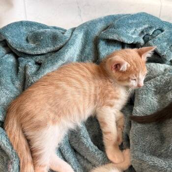 Solar -  Domestic Short Hair Cat for Adoption in Huntsville, Alabama - Solar | PetCurious
