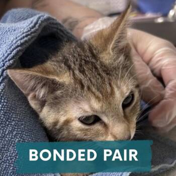 Lisa -  Domestic Short Hair Cat for Adoption in Asheville, North Carolina - Lisa | PetCurious