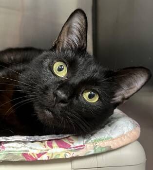 Maxie -  Domestic Short Hair Cat for Adoption in Johnston, Rhode Island - Maxie | PetCurious