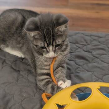 Stanwix -  Domestic Short Hair Cat for Adoption in Gibsonia, Pennsylvania - Stanwix | PetCurious