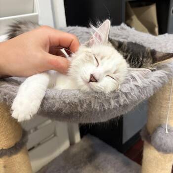 Khonshu -  Domestic Medium Hair Cat for Adoption in Los Angeles, California - Khonshu | PetCurious