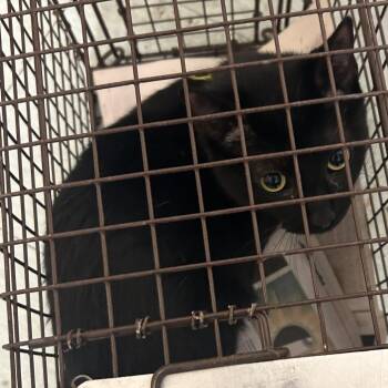 Domestic Short Hair Cats Available for Adoption - Peanut Butter | PetCurious