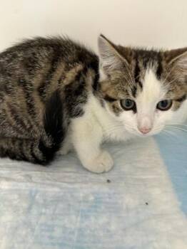 Domestic Short Hair Cats Available for Adoption in Manassas, Virginia - Vin (ID 51609) | PetCurious