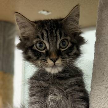 Joey -  Domestic Long Hair Cat for Adoption in Pittsford, Vermont - Joey | PetCurious