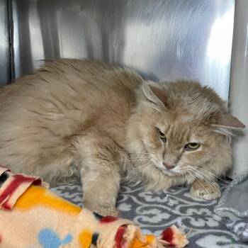 Clyde -  Domestic Long Hair Cat for Adoption in Roanoke, Virginia - Clyde | PetCurious