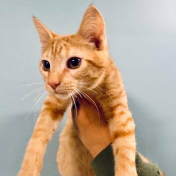 Domestic Short Hair Cats Available for Adoption in Saint Charles, Missouri - Cannoli | PetCurious
