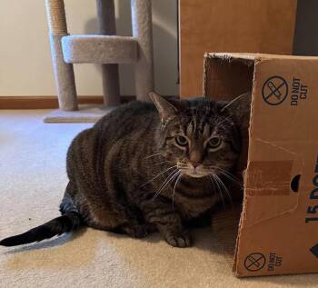 Trixie -  Domestic Short Hair Cat for Adoption in Huntington, West Virginia - Trixie | PetCurious