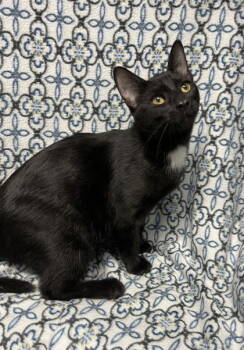 Rescue Domestic Short Hair Cats for Adoption in Lake City, Michigan - 6737 (Jade) | PetCurious