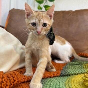 Ranger Roo -  Tabby and Domestic Short Hair Cat for Adoption in Friendswood, Texas - Ranger Roo | PetCurious