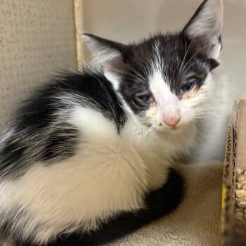 Rescue Domestic Short Hair Cats for Adoption in Yuma, Arizona - Lana | PetCurious
