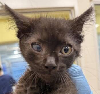 BUGSY -  Domestic Medium Hair Cat for Adoption - BUGSY | PetCurious