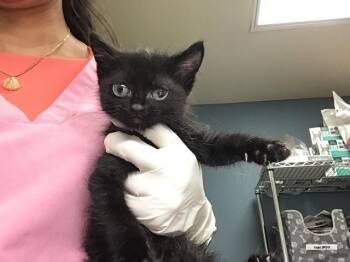 JUNO -  Domestic Short Hair Cat for Adoption in Riverside, California - JUNO | PetCurious