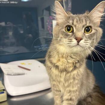 Domestic Long Hair Cats Available for Adoption in Newark, New Jersey - Honey Hot | PetCurious