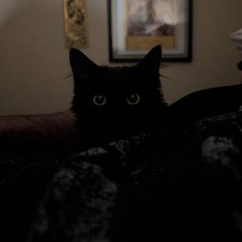 Aramis -  Domestic Medium Hair Cat for Adoption in Puslinch, Ontario - Aramis | PetCurious