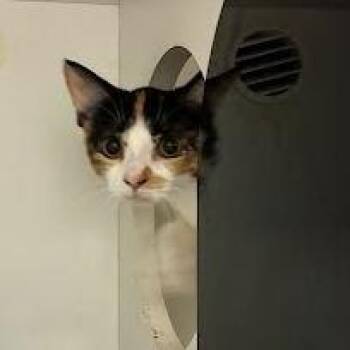 Shelby -  Domestic Short Hair Cat for Adoption in Jeffersonville, Indiana - Shelby | PetCurious