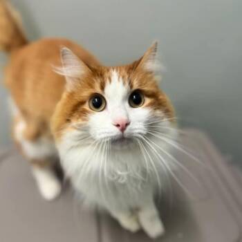 Leonard -  Domestic Medium Hair Cat for Adoption in Brownsboro, Alabama - Leonard | PetCurious