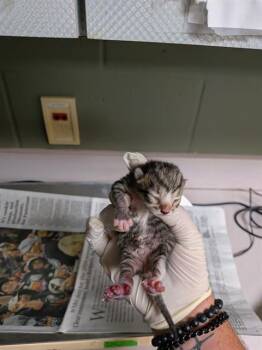 PLUG -  Domestic Short Hair Cat for Adoption in Jacksonville, Florida - PLUG | PetCurious