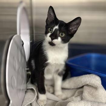 PETER PIPER -  Domestic Short Hair Cat for Adoption - PETER PIPER | PetCurious