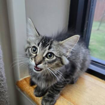 Rocky -  Domestic Medium Hair Cat for Adoption in Tuttle, Oklahoma - Rocky | PetCurious