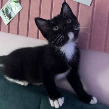 Pookie -  Domestic Short Hair Cat for Adoption in Overland Park, Kansas - Pookie | PetCurious