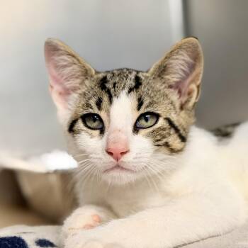 Robert -  Domestic Short Hair Cat for Adoption in Stafford Township, New Jersey - Robert | PetCurious