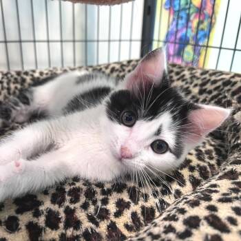 Poppy -  Domestic Short Hair Cat for Adoption in Port Townsend, Washington - Poppy | PetCurious