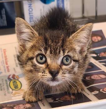MERDITH -  Domestic Short Hair Cat for Adoption in San Antonio, Texas - MERDITH | PetCurious