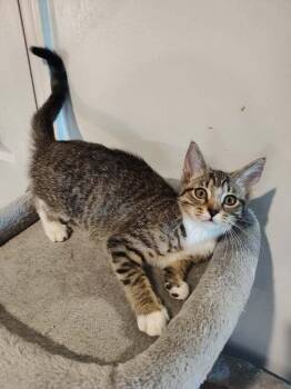 Chloe -  Domestic Short Hair Cat for Adoption in Lewisburg, Tennessee - Chloe | PetCurious