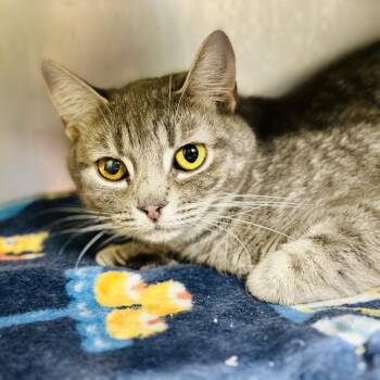 Stormy  -  Domestic Short Hair Cat Available for Adoption in Jackson Township, New Jersey - Stormy  | PetCurious