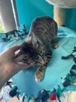 Rescue Domestic Short Hair Cats for Adoption in Chico, California - Hope | PetCurious