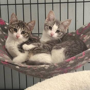 Echo -  Domestic Short Hair Cat for Adoption in Gibsonia, Pennsylvania - Echo | PetCurious
