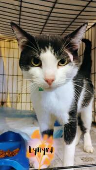 Rescue Domestic Short Hair Cats for Adoption in Muncie, Indiana - Lynyrd | PetCurious