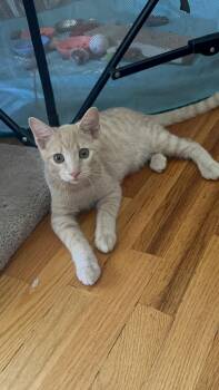 Tater -  Domestic Short Hair Cat for Adoption in Villa Park, California - Tater | PetCurious