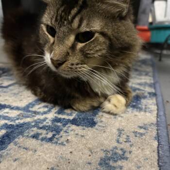 Leo -  Domestic Long Hair Cat for Adoption in Lehigh Acres, Florida - Leo | PetCurious