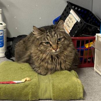 Rambo -  Domestic Long Hair Cat for Adoption in Spokane, Washington - Rambo | PetCurious