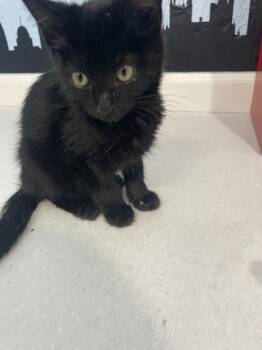 Rescue Domestic Medium Hair Cats for Adoption in Jemez Pueblo, New Mexico - Orsen | PetCurious