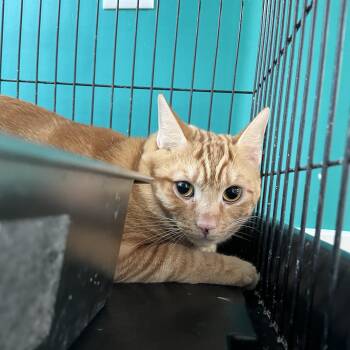 American Shorthair Cats Available for Adoption in Hull, Massachusetts - Norman | PetCurious