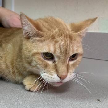 Rescue Domestic Short Hair Cats for Adoption in Salisbury, Maryland - Desoto | PetCurious