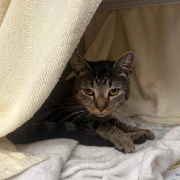 Captain Spaulding -  Domestic Short Hair Cat for Adoption in Pittsburgh, Pennsylvania - Captain Spaulding | PetCurious