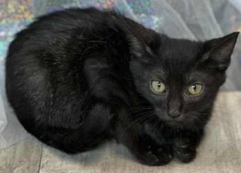 Rescue Domestic Short Hair Cats for Adoption in Shreveport, Louisiana - Candle | PetCurious
