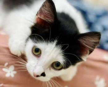 Rescue Domestic Short Hair Cats for Adoption in River Ridge, Louisiana - Mercury | PetCurious