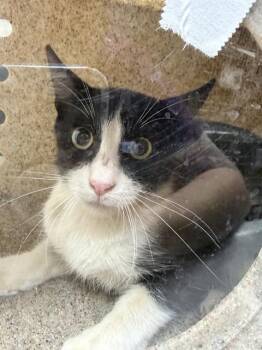 MOLLY -  Domestic Short Hair Cat for Adoption in Riverside, California - MOLLY | PetCurious
